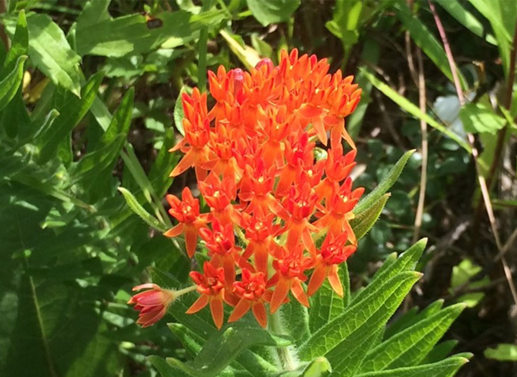 Butterfly weeds have bright orange flowers that attract monarchs. They provide nectar for adults and serve as a host plant for monarch larvae.