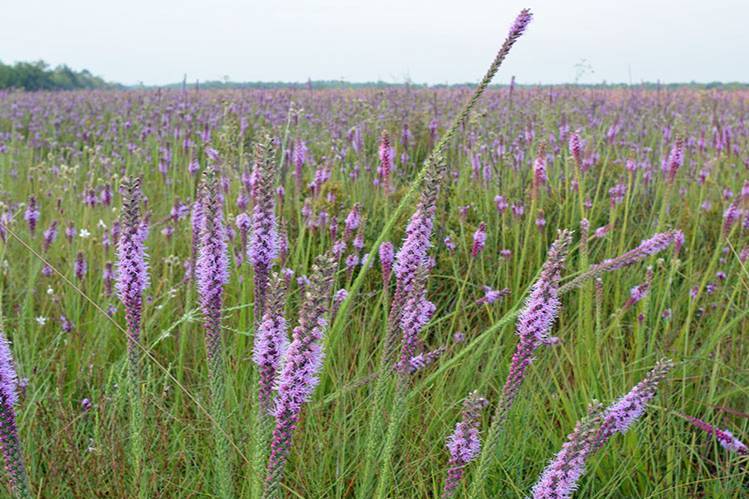 Dense Blazing Star (Liatris spicata)