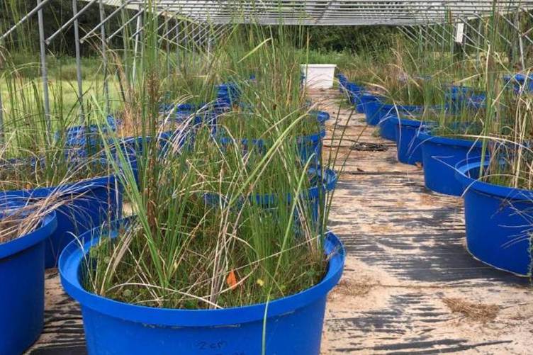 Experiments being carried out to study the effects of drought on freshwater wetland communities.