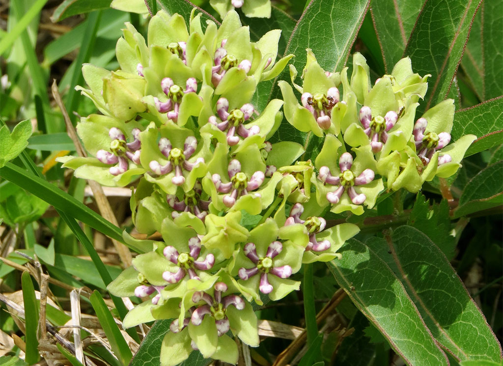Green milkweeds have clusters of greenish-white flowers and are important for monarchs, offering nectar for adults and a place for larvae to feed. They thrive in sunny, well-drained areas.