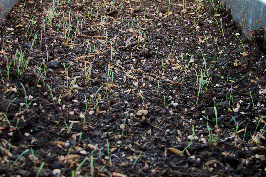 Sideoats grama seedlings in a germination.