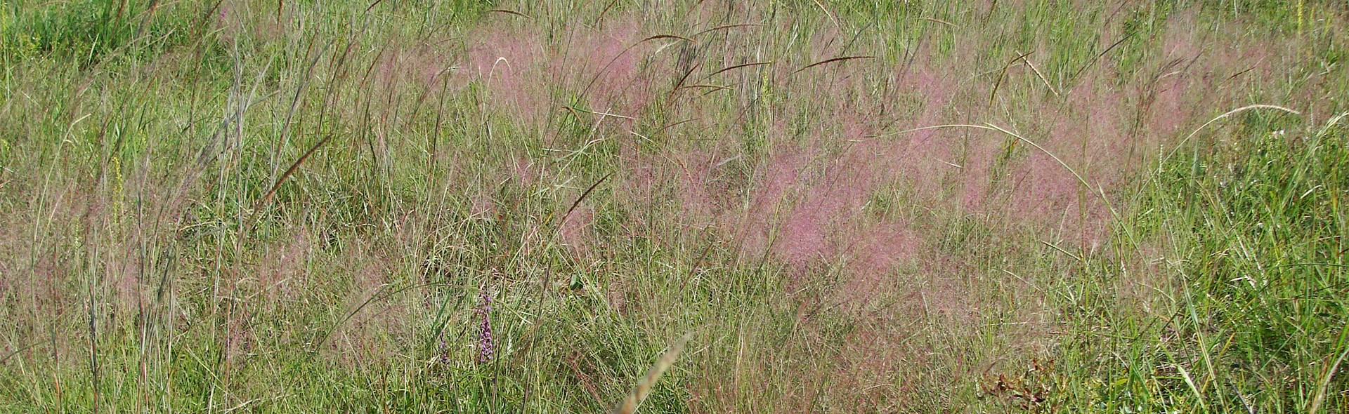 Gulf/Pink muhly grass (Muhlenbergia capillaris) and Longspike tridens (Tridens strictus).