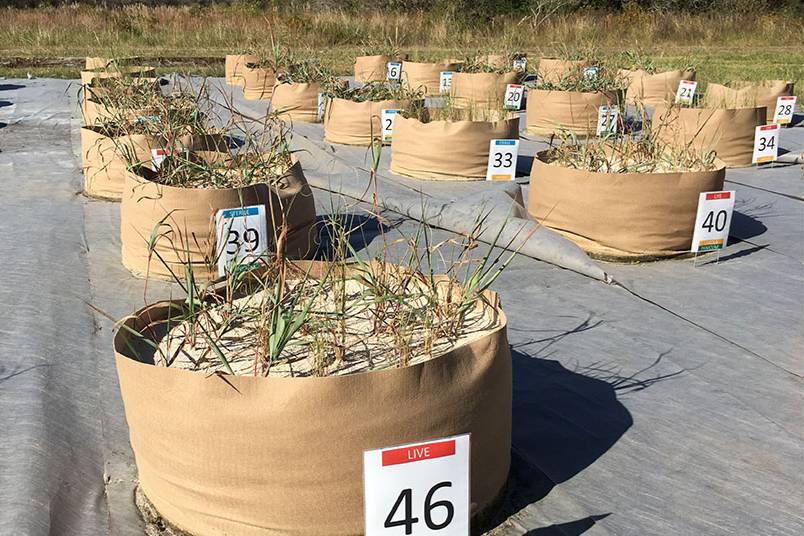 Testing techniques to optimize sand dune restoration along the Texas Gulf Coast.