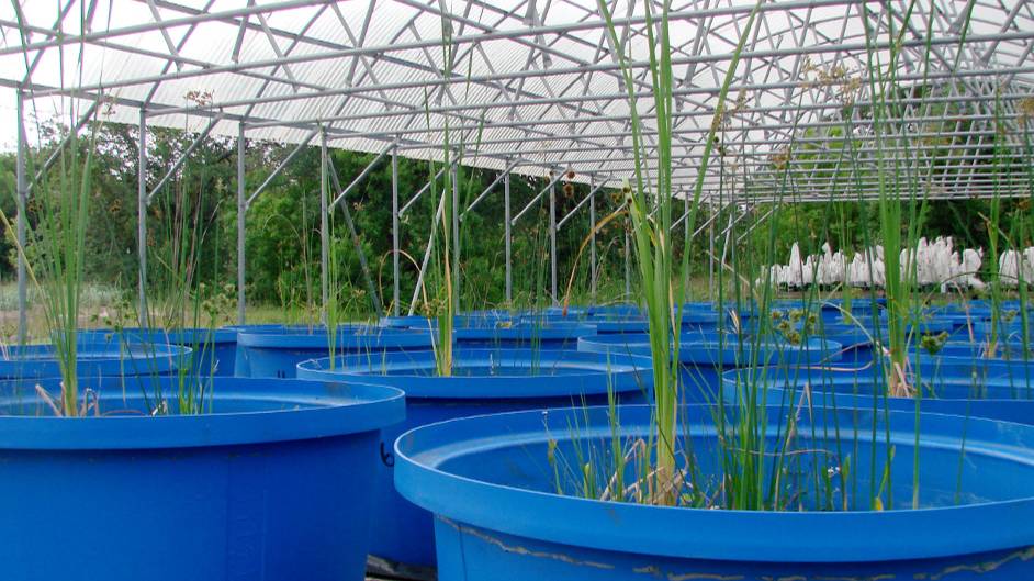 Wetland plant experiment at pole barn.