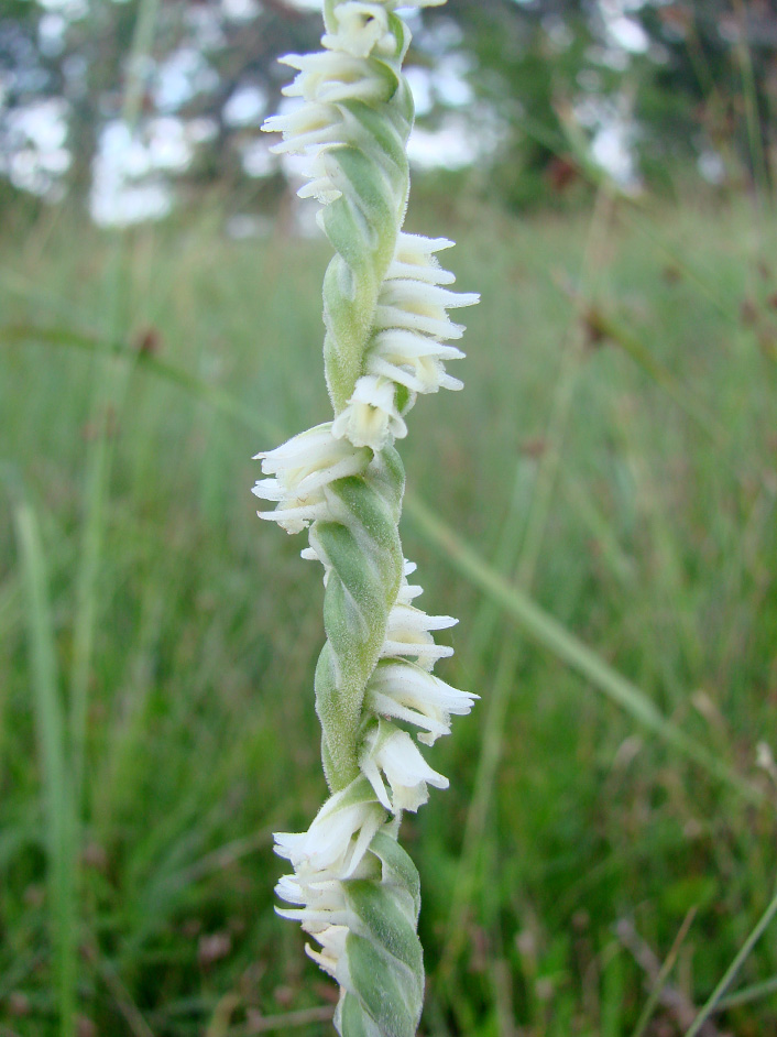 Slender Ladies’-Tresses (Spiranthes lacera)