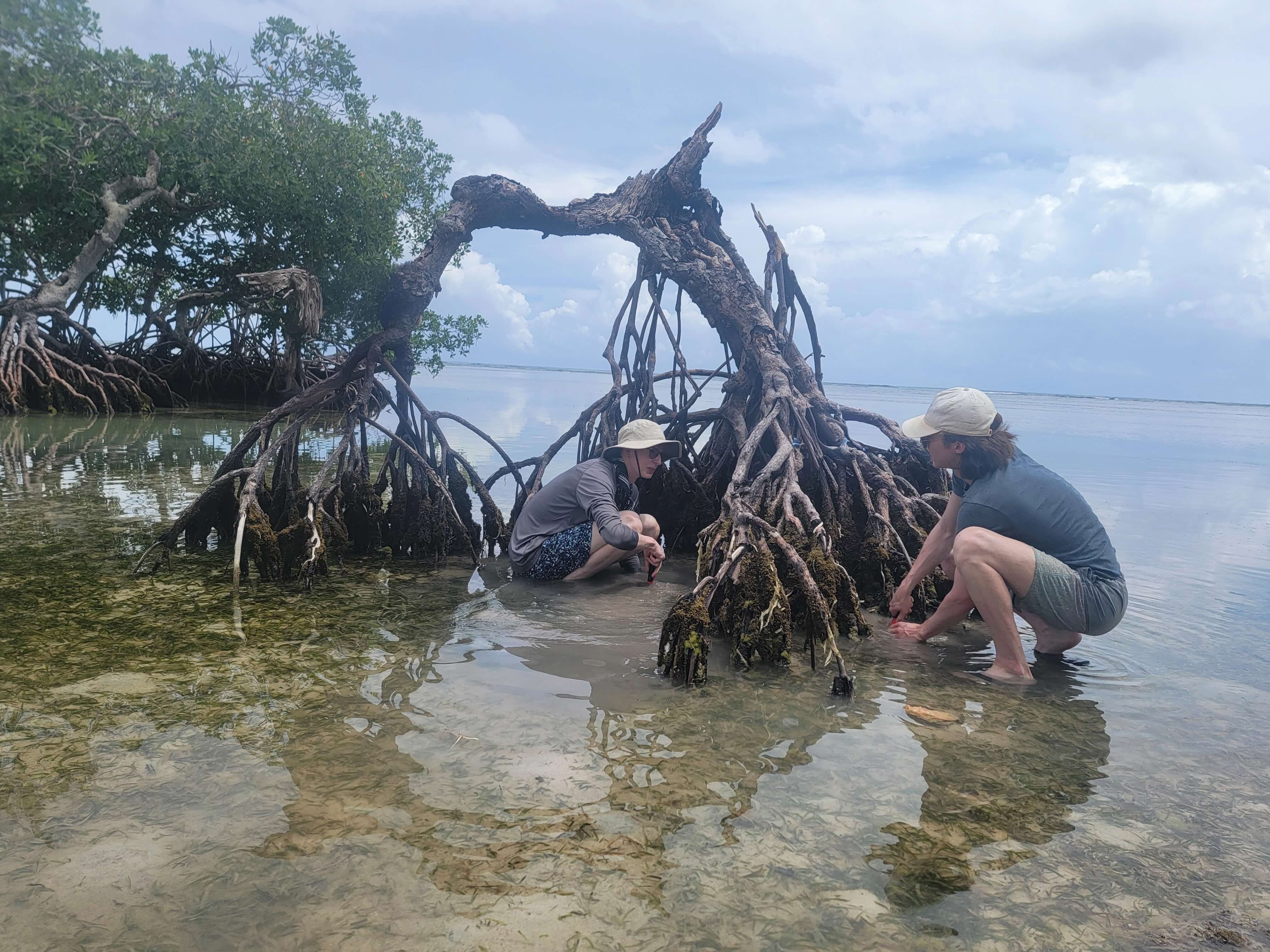 mangrove in dominican republic