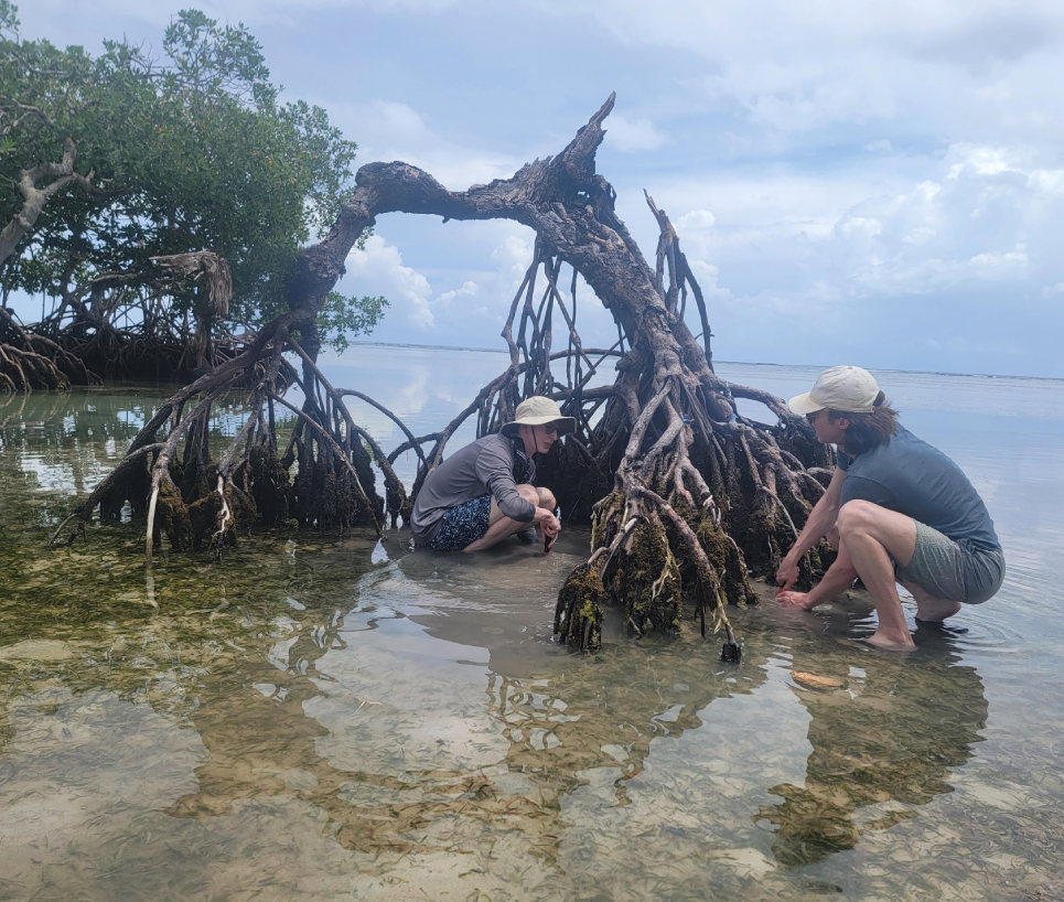students in a mangrove