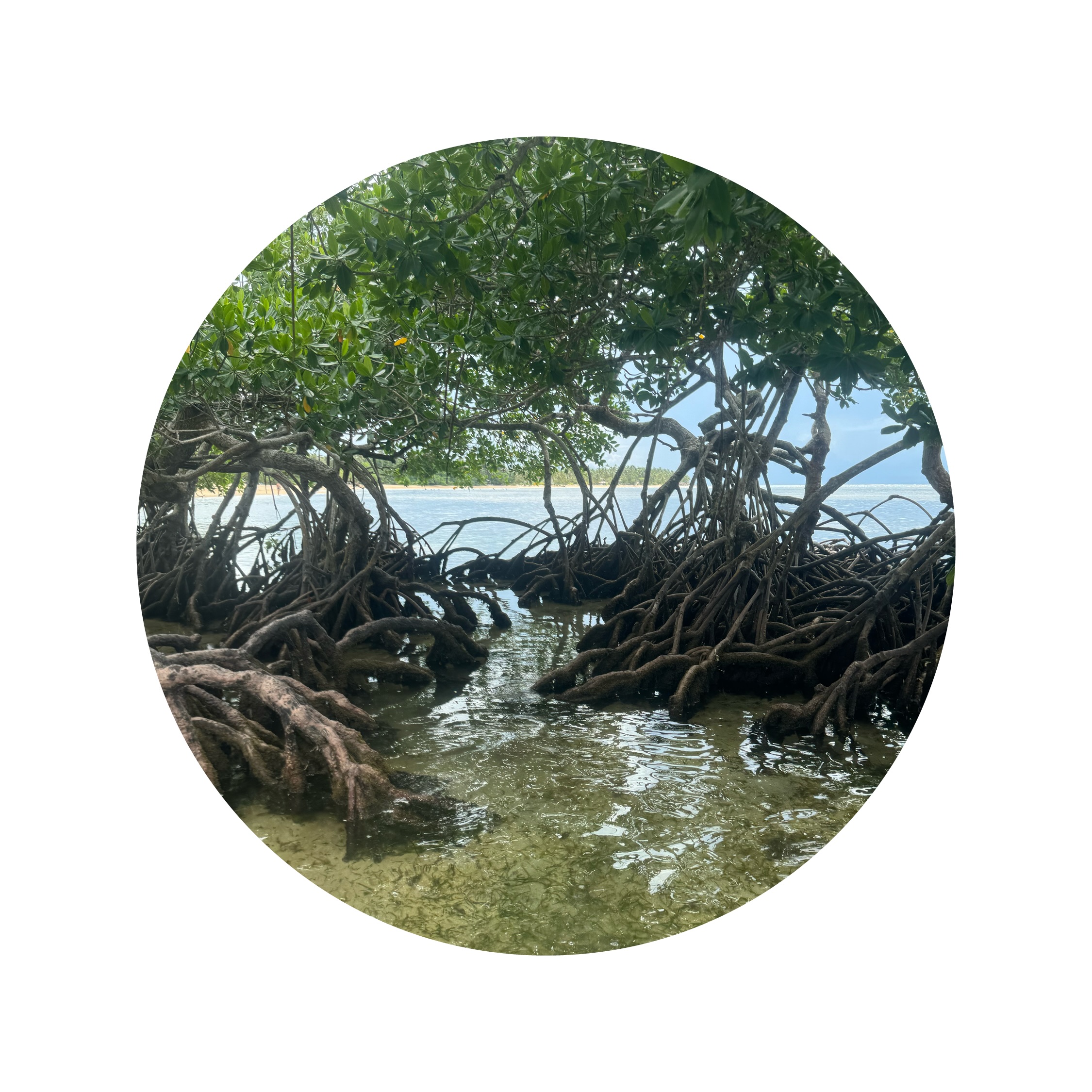 mangrove beach in DR