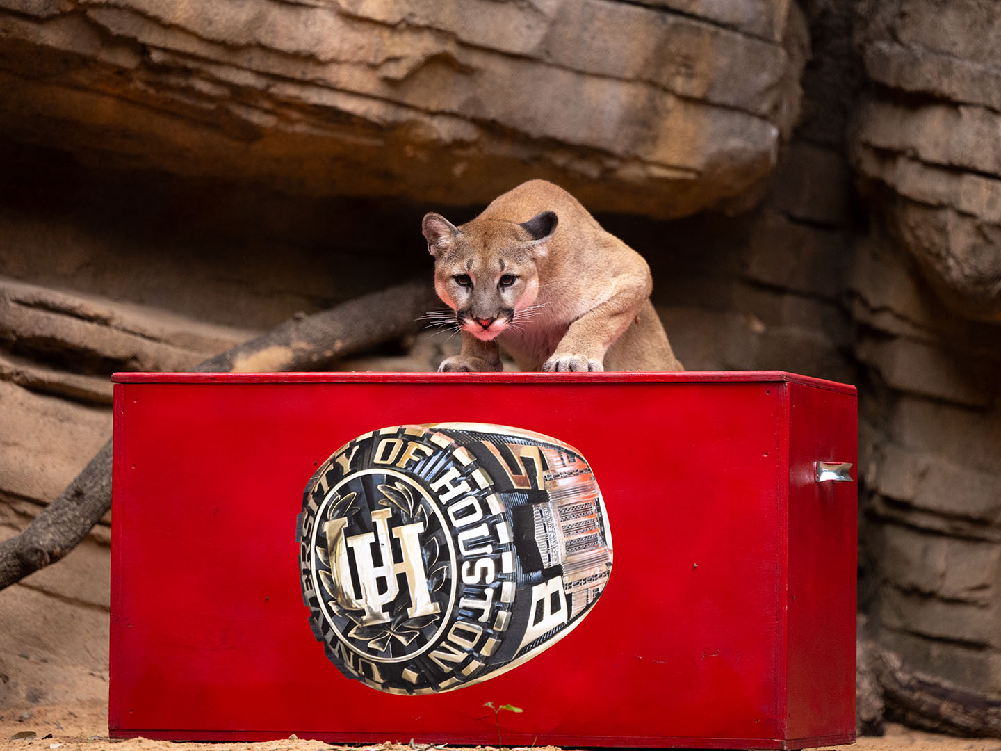Shasta VII standing over a red crate that has an image of a UH class ring printed on it.